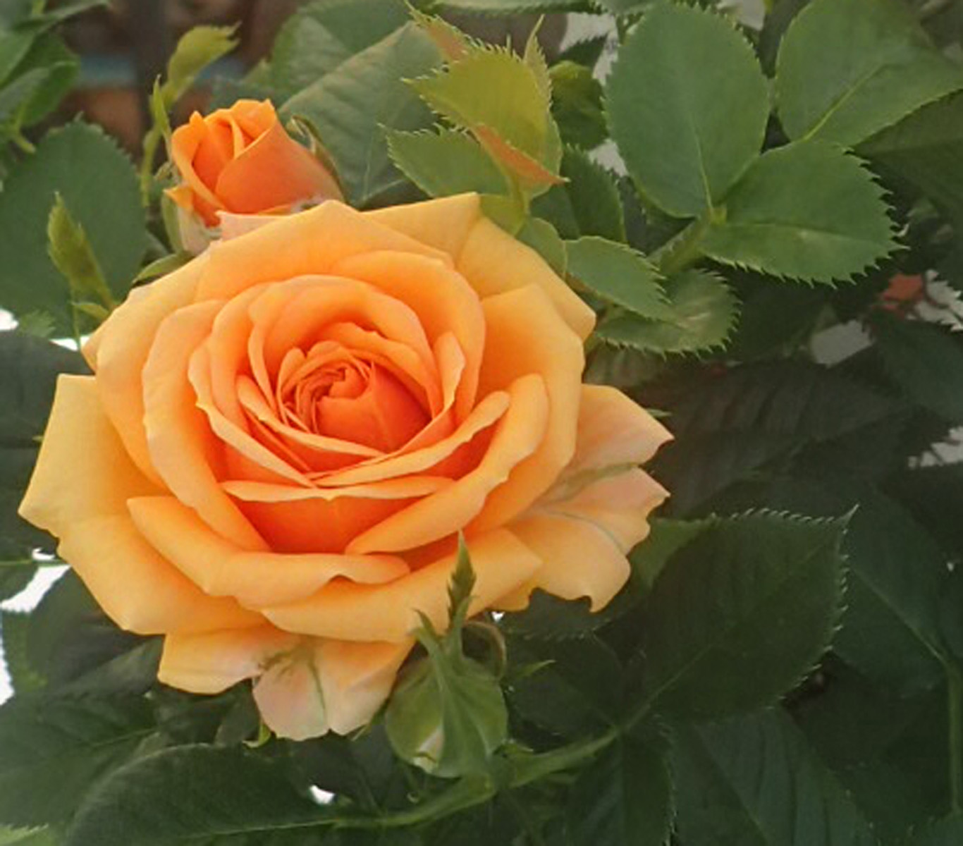 A Close up