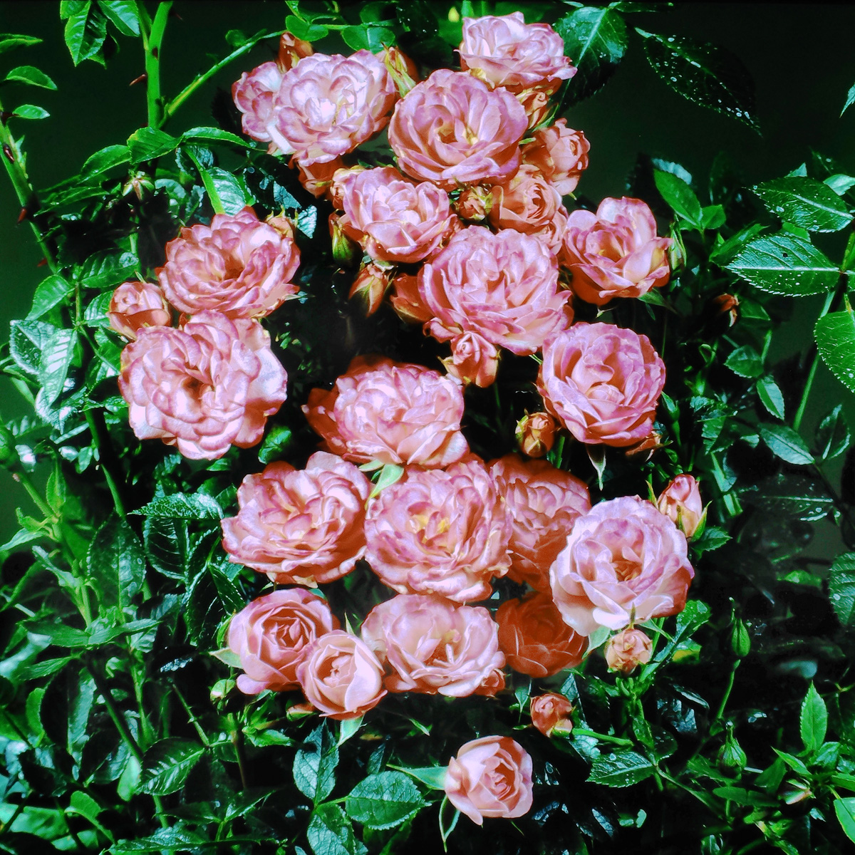 A Close up